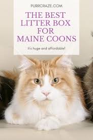 Maine coon in cats & kittens for rehoming in canada. What Is The Best Maine Coon Litter Box This One Purr Craze