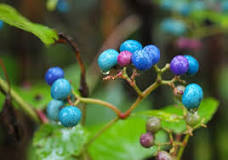 Image result for are porcelain berries edible
