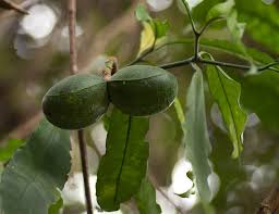 Image result for Tabernaemontana ventricosa