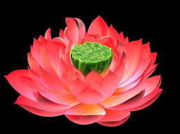 Lotus Bloom 3d Model