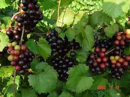 Approximately 71% of world grape production is used for wine, 27% as fresh fruit, and 2% as dried fruit. Grape Vine Plant Grapes Muscadine Grapes