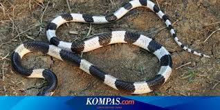 Namun kronologi di mimpi ini menjadikan takwil mimpinya tidak sama tergantung siapa yang memimpikannya. Satpam Tewas Digigit Ular Weling Apa Bedanya Weling Dengan Welang Halaman All Kompas Com