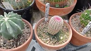 Lophophora Williamsii-Peyote #Cactus #Kaktus #Kwiatykaktusa #Cactusflower  #Cacti #Shorts - Youtube