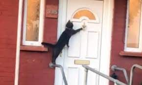 Very Polite Cat Knocks On Door In Bid To Be Let In Cats Funny Gif Cat Stories