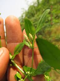 Image result for Nothosaerva