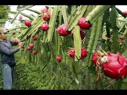 The roots, unlike others that grow on the ground or spreads out in water, has a different pattern. How To Grow The Dragon Fruit Pitaya Cactus Youtube