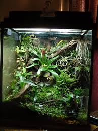 Evolution Of The Petco 30gal Cube Vivarium Petco Garden Terrarium