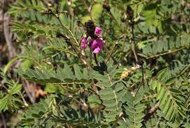 Image result for Tephrosia montana
