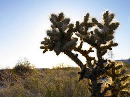 Maybe you would like to learn more about one of these? Care Of Jumping Cholla Cactus