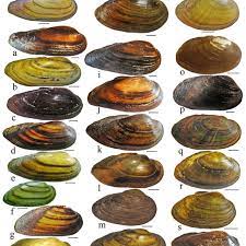 Unio helps you to create a smarter home or office with intelligently and as an innovative smart home technology provider, unio offers home security, energy management, home. Shell Shape Of Unio Species According To Zhadin S 1938 System A U Download Scientific Diagram