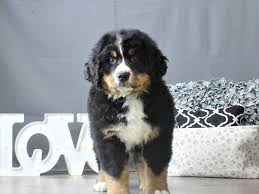 Check spelling or type a new query. Bernese Mountain Dog Puppies Petland Carriage Place