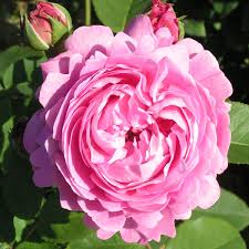 Sämling von 'émile courtier' synonyme: Louise Odier Trevor White Roses Specialists Of Old Roses