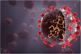 Serwis społecznościowy nk.pl umożliwia kontakt z przyjaciółmi i znajomymi online. Could N Protein Based Covid 19 Vaccines Hinder Sars Cov 2 S Nk Cell Inhibition