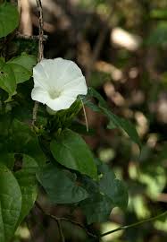 Image result for Ipomoea shupangensis