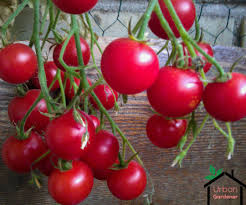 It's so addictive, really healthy and can be stored in your refrigerator for a quick and easy meal on a busy weeknight. Container Gardening In Small Balcony Or Space 8 Steps With Pictures Instructables