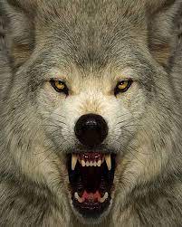 Pin By Farrukh Irfan On Loups Gris Wolf Dog Animals Wolf Spirit