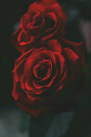 .1,900 публикаций — посмотрите в instagram фото и видео rote rosen (@rote_rosen). Rote Rosen Blumen Hintergrund Rote Rose Rote Rosen