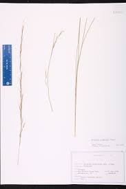 Image result for Aristida diminuta