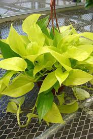 Neon Pothos Plants Pothos Plant House Plants Indoor