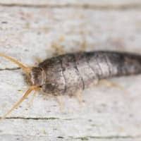 Pour a cup of bleach in the tank and then flush. What Was That Little Silver Bug In The Bathroom