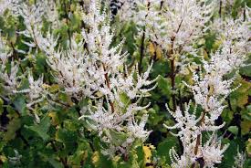 Image result for Aporrhiza