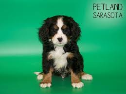 Here on our farm we raise with care: Miniature Bernese Mountain Dog Dog Female Tri 2367069 Petland Sarasota