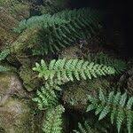 Image result for Polystichum sinense