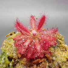 Image result for Drosera pilosa