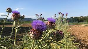 Proprietà, benefici, uso, ricette e controindicazioni. Piemonteis La Fioritura Dei Cardi Il Cardo Cynara Facebook