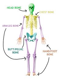 Below you'll find a great list of shakespeare trivia questions and answers. Human Anatomy Bone Test