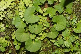Image result for Hydrocotyle sibthorpioides