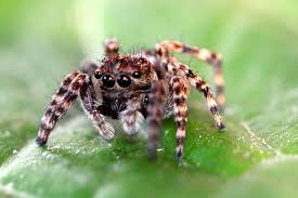 Diese furchterregende und hochgiftige spezies lässt sich aus den laubkronen des jadewalds auf ihre beute herabfallen. Springspinne Allgemein Medienwerkstatt Wissen C 2006 2021 Medienwerkstatt