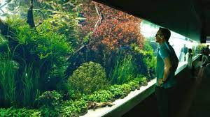 Maybe you would like to learn more about one of these? Aquascaping For Beginners 10 Helpful Tips Aquascaping Love
