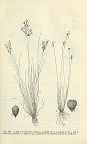 Image result for Fimbristylis scabrida