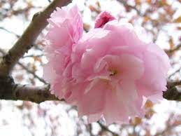 Bunga anyelir dibagi menjadi dua, yaitu berjenis satu bunga unutk setiap tangkai dan jenis spray banyak bunga untuk satu bunga bakung tumbuh sebagian besar di wilayah eropa, asia sampai jepang. Mengenal Bunga Cantik Sakura Dari Jepang