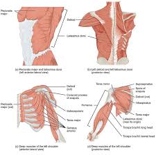 You can click the image to magnify if you. Our Complicated Shoulders And Chaturanga Dandasana Ekhart Yoga