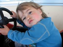 West highland white terrier growth stages