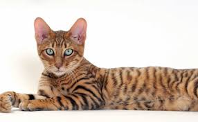 Please visit our website for pricing and availability. Toy Tigers Why Toyger Cats Are In Demand Prettylitter