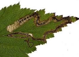 Image result for Stigmella ulmariae