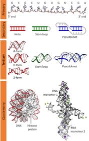 Every polypeptide has a specific amino acid sequence. Biomolecular Structure Wikipedia