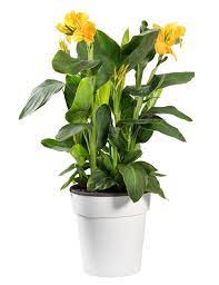 Potting A Canna Lily Caring For Cannas In Containers