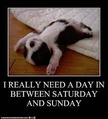 I Has A Hotdog Tired Funny Dog Pictures Dog Memes Puppy Pictures Pictures Of Dogs Dog Pictures Funny Pictures Of Dogs Dog Memes Puppy Pictures Doge Cheezburger