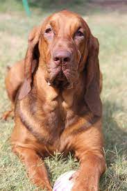 Red Bloodhound Puppy Dog Bloodhound Dogs Bloodhound Puppies Dogs And Puppies