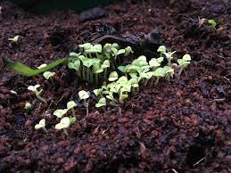 We did not find results for: My Fly Trap Died Or I Think It Did But Still Kept Watering It For Months Now There Are These Sprouts Are These The Babies Pardon My Ignorance Savagegarden