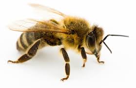 To show you, we have captured some footage of us performing bee removal services at various locations. Pest Control For Bees In Nj Bee Exterminator In New Jersey Bee Removal Nj