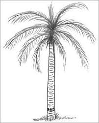To draw this palm tree on and island step by step, follow along with the video tutorial below and pause the video after each step to go at your own pace. Easy Simple Easy Coconut Tree Drawing Novocom Top