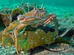 Image result for Cribbia brachyceras