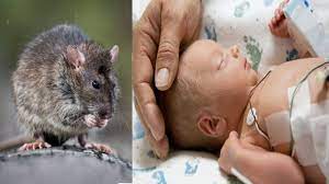 Newborn Dies Of Rat Bites In Bihar Icu Says Family Orissapost