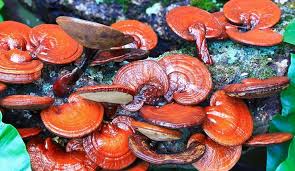 Image result for Ganoderma lucidum