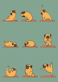 Morning Coffee 40 Photos Pugs Funny Yoga Art How To Do Yoga